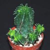 Euphorbia horrida hyb-art571